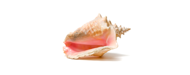 renesim-conchperlevorschau renesim-conchperlevorschau