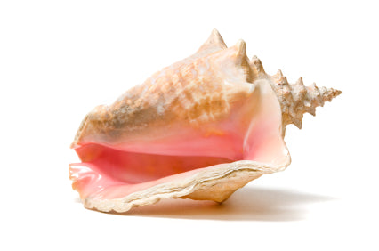 renesim-conchperlemuschel